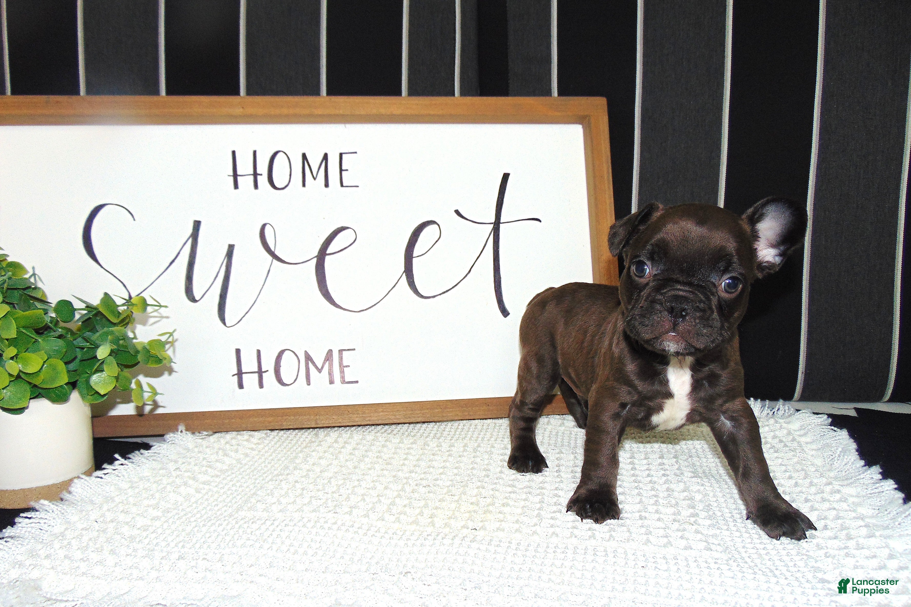 French Bulldog dogs Tommy - Ad 2