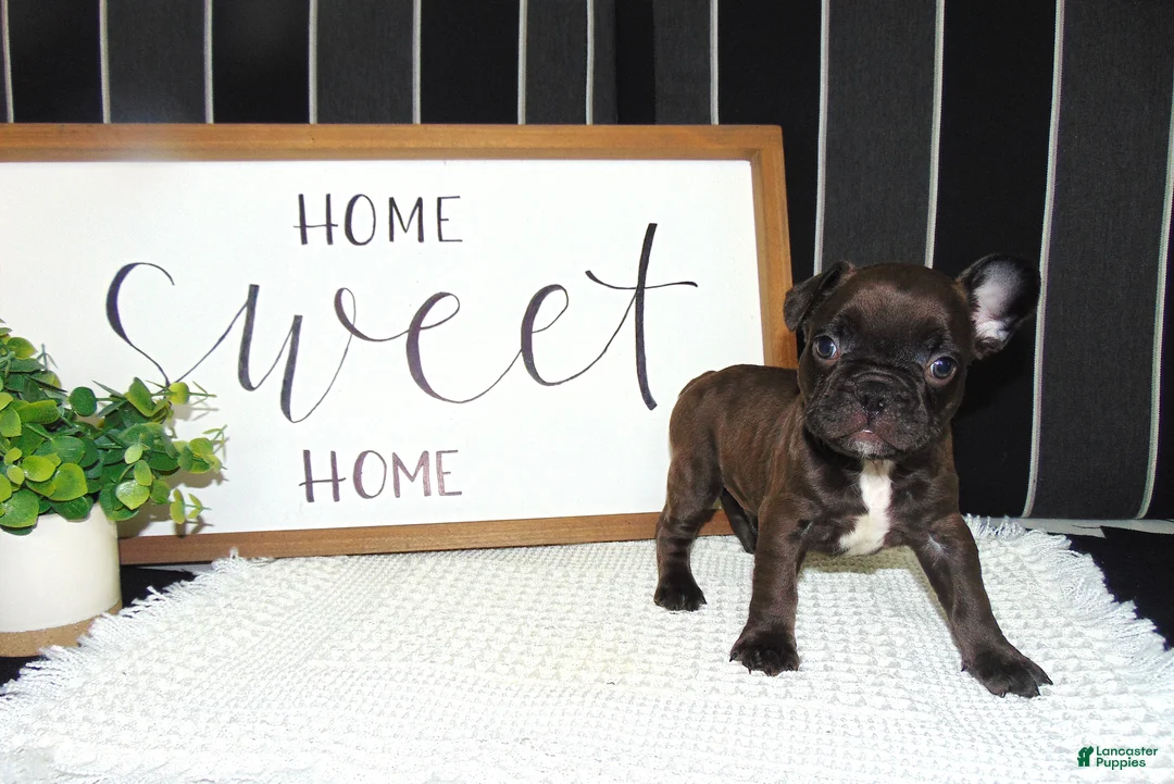 French Bulldog dogs for sale: Tommy - Ad 2