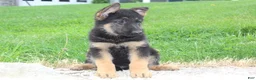 German Shepherd dogs for sale: Erik - Ad 5