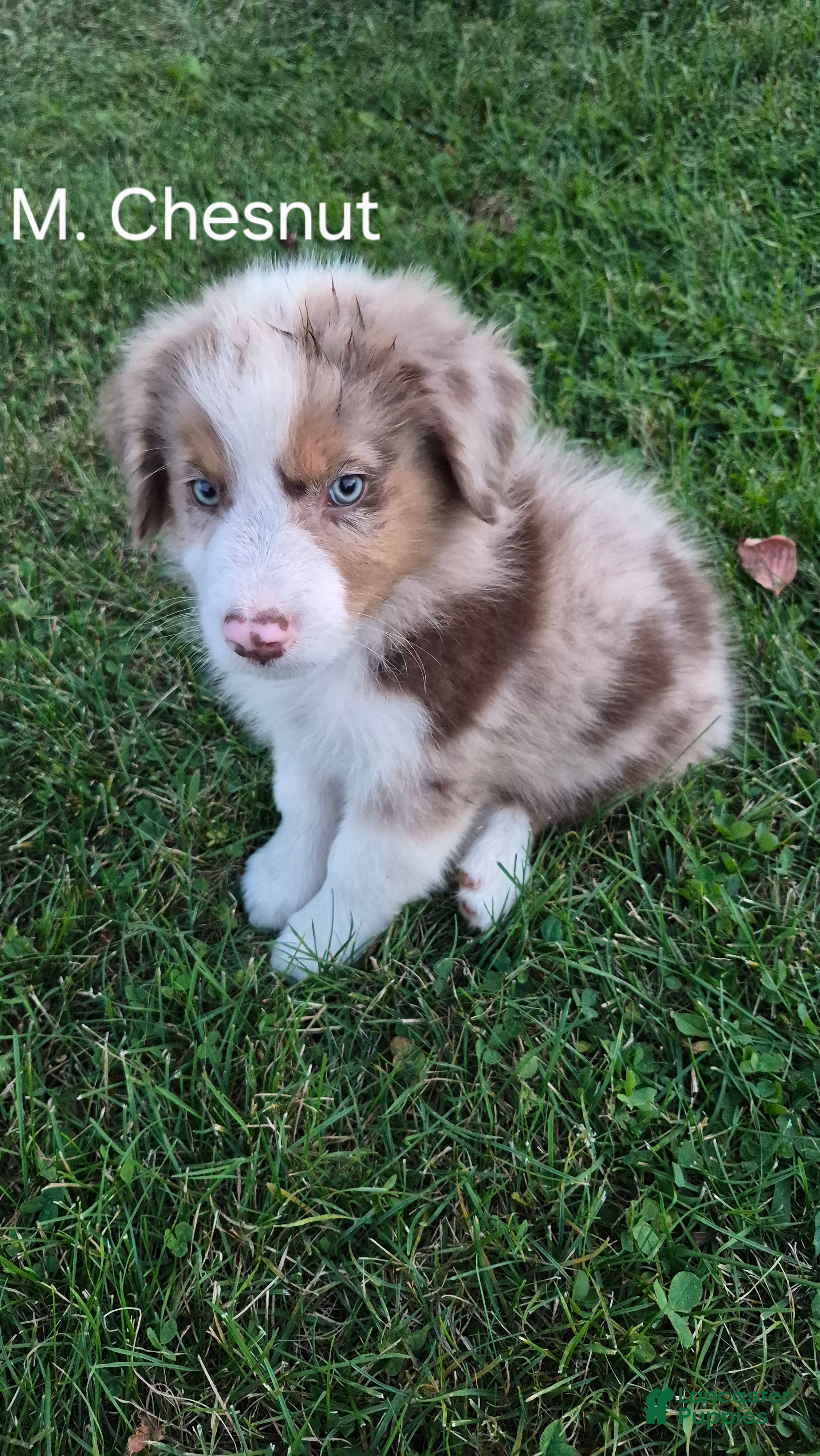 Australian Shepherd dogs Chesnut, A.S.3 - Ad 1