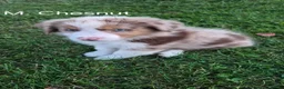 Australian Shepherd dogs for sale: Chesnut, A.S.3 - Ad 1