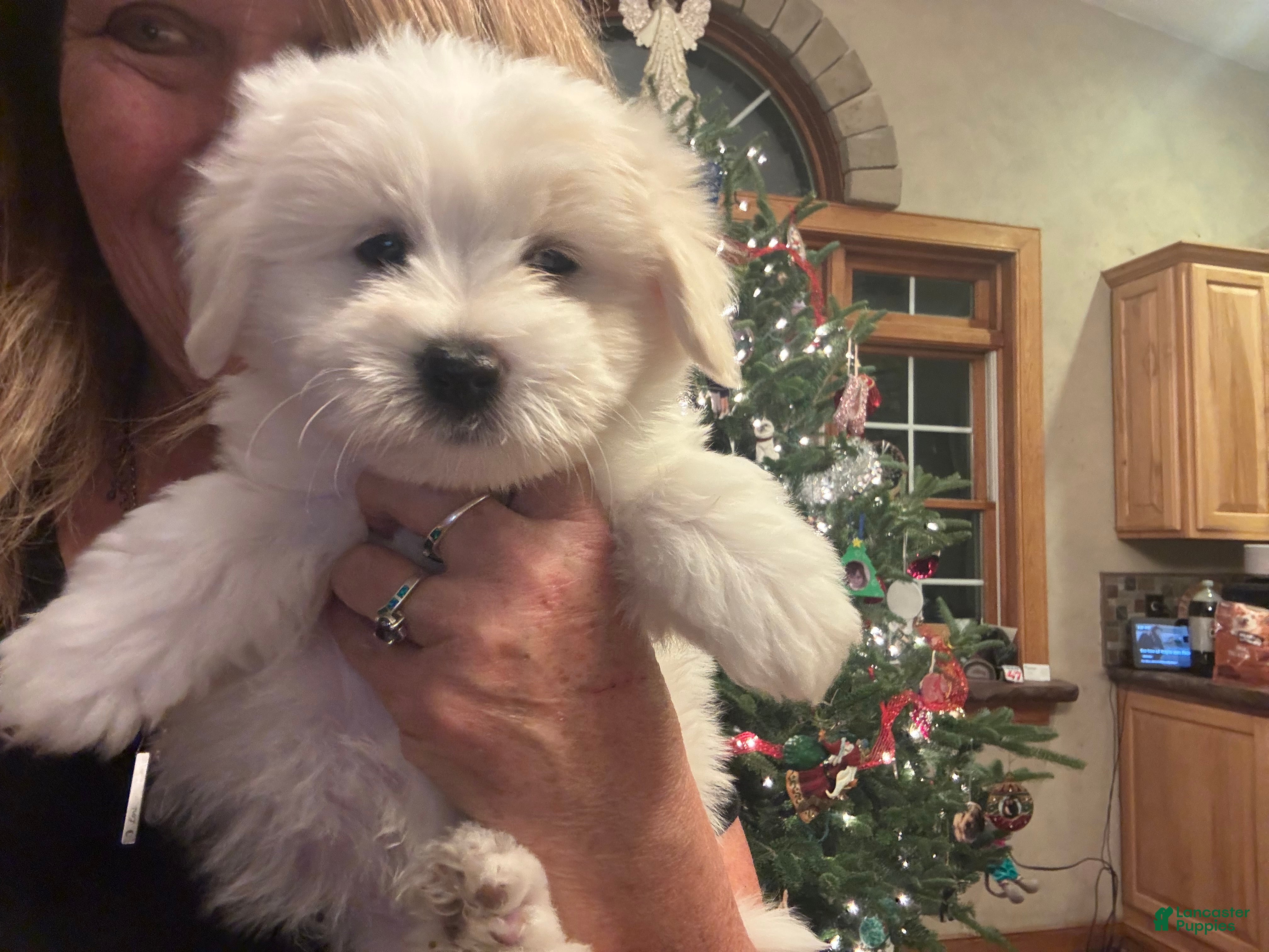 Coton De Tulear dogs Coton De Tulear Puppy 5. Earl - Ad 3
