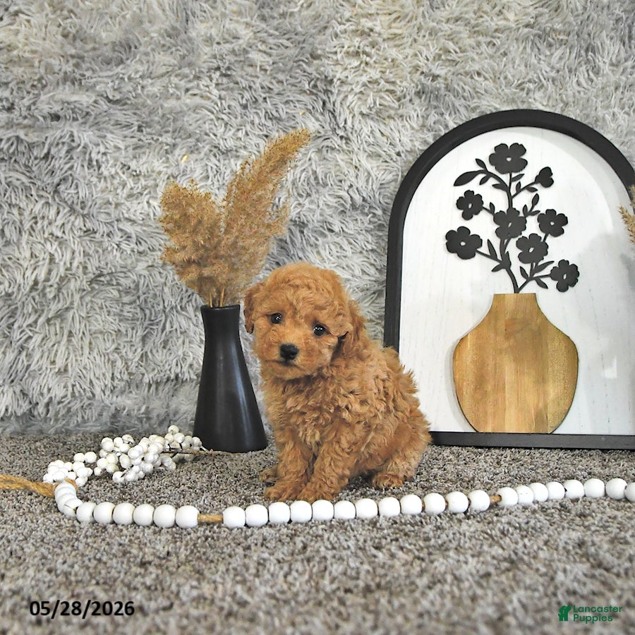 Toy Poodle dogs Jamin - Ad 2