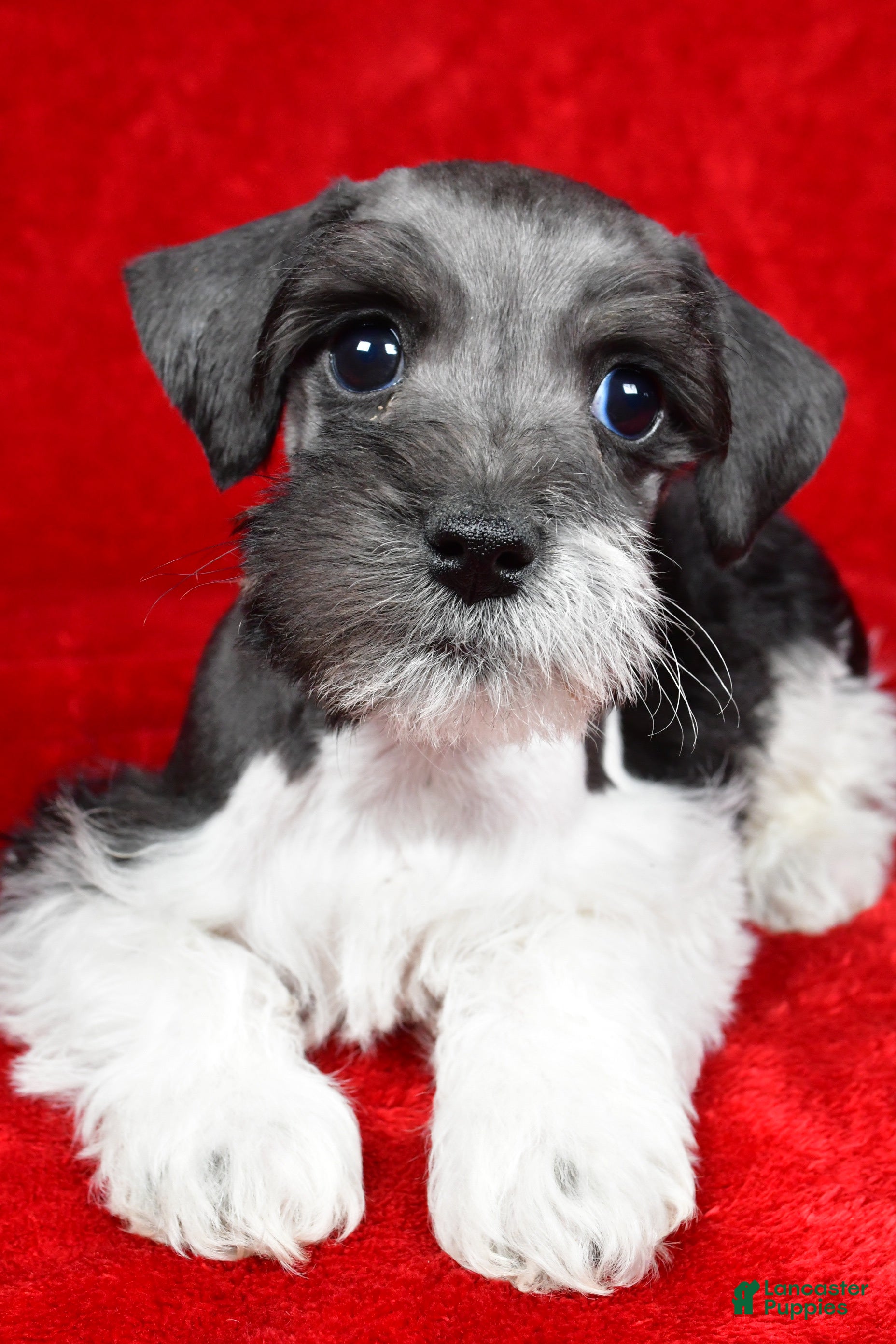 Schnoodle dogs Milo - Ad 2