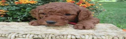 Mini Goldendoodle dogs for sale: Espresso  - Ad 6