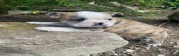 Mixed Breed dogs for sale: Billy - Ad 5