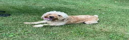 Cockapoo dogs for sale: Jessica - Ad 4