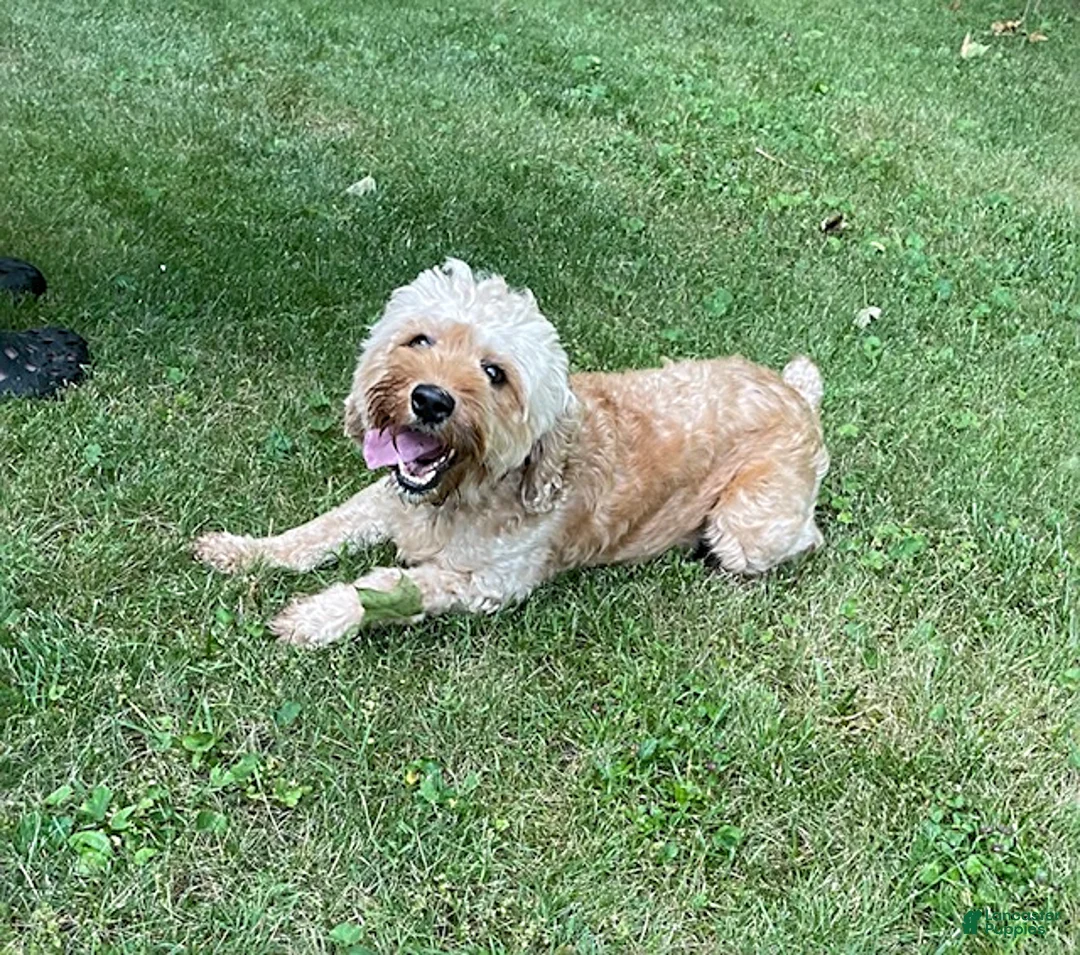 Cockapoo dogs for sale: Jessica - Ad 4