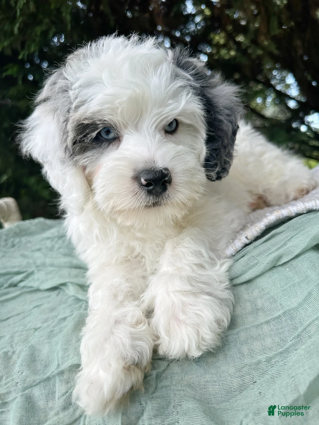 Mini Bernedoodle dogs for sale: 🏝️ 🐬 MAUI 🐬 🏝️  - Ad 2
