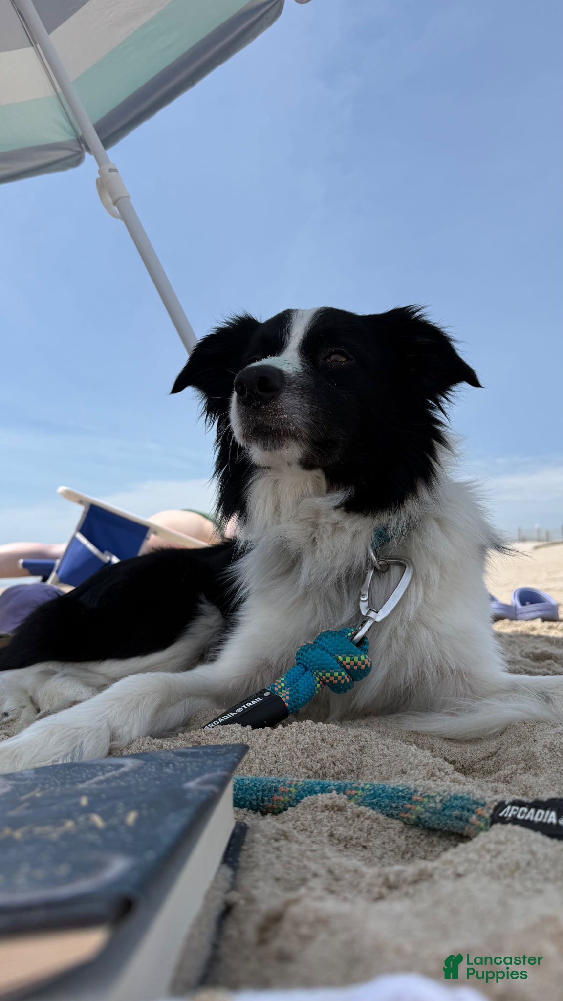 Border Collie dogs Bones - Ad 1