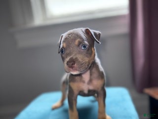 American Pit Bull Terrier dogs - Ad 13