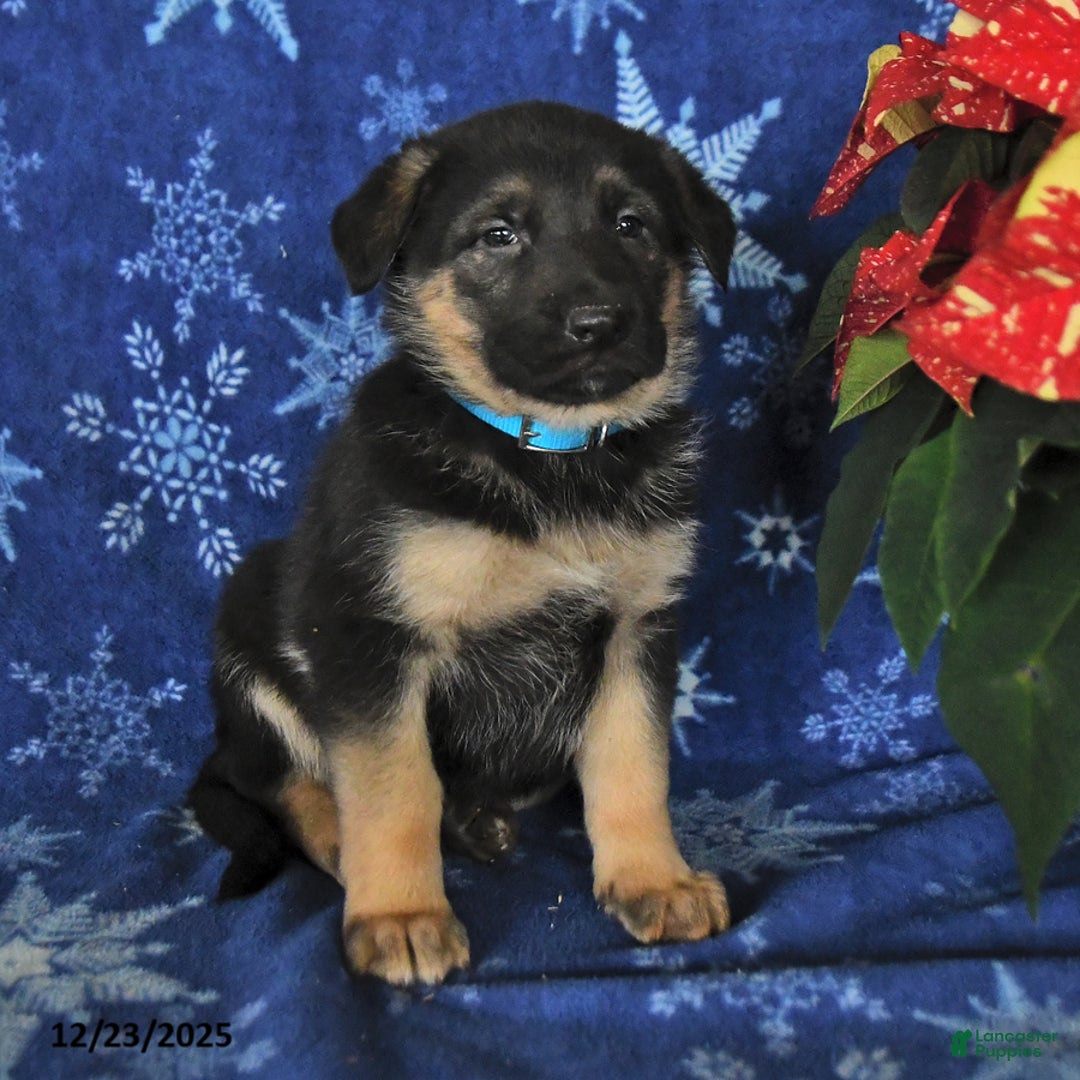 German Shepherd dogs for sale: Nate - Ad 4