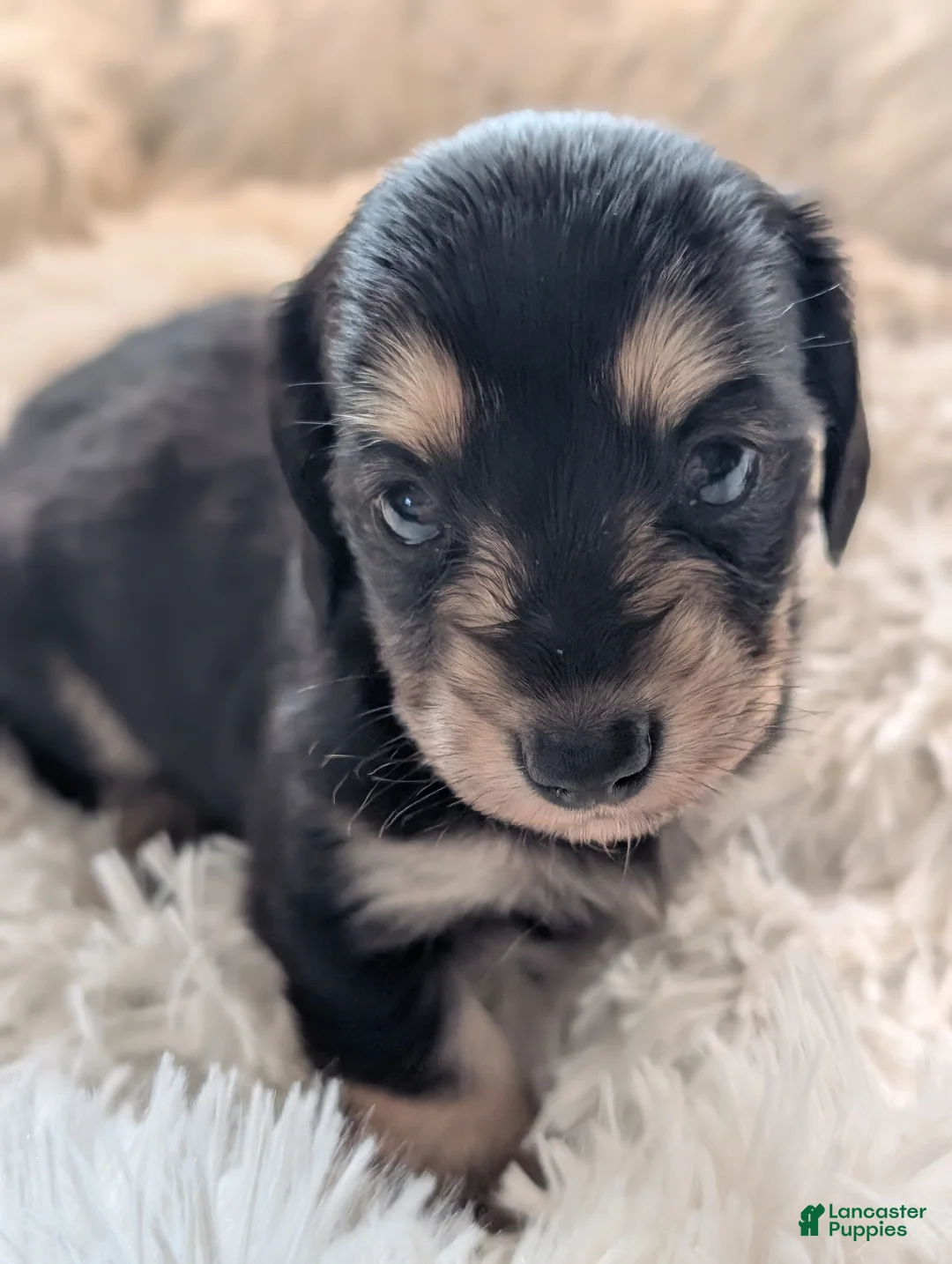 Miniature Dachshund dogs for sale: Greta - Ad 2