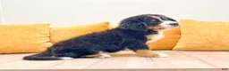 Bernese Mountain Dog dogs for sale: Bella - Ad 3