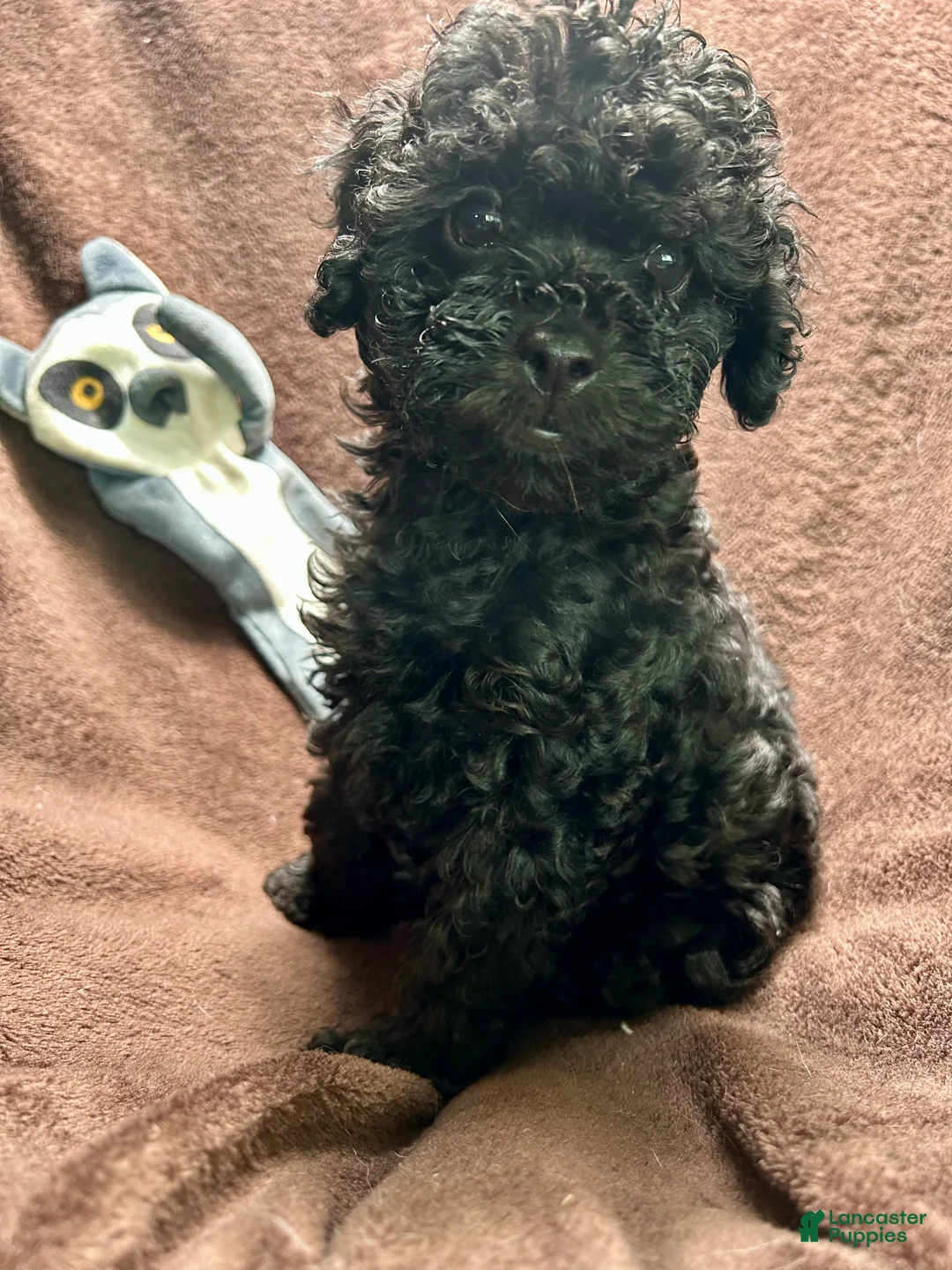 Cavapoo dogs for sale: Stormy - Ad 2