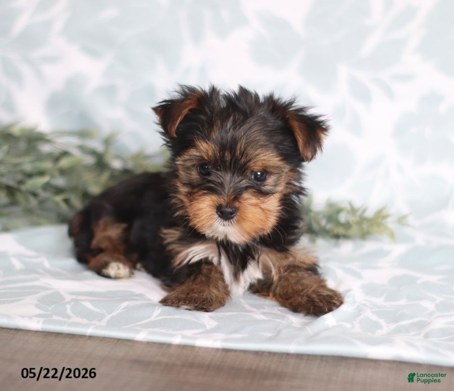 Yorkshire Terrier dogs Mia - Ad 2