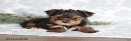 Yorkshire Terrier dogs for sale: Mia - Ad 2