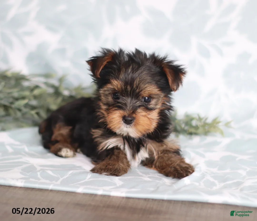 Yorkshire Terrier dogs for sale: Mia - Ad 2