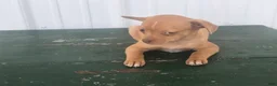 Chihuahua dogs for sale: Chihuahua Puppy 3 Mandi - Ad 4