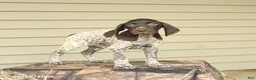 German Shorthaired Pointer dogs for sale: Dexter - Ad 3