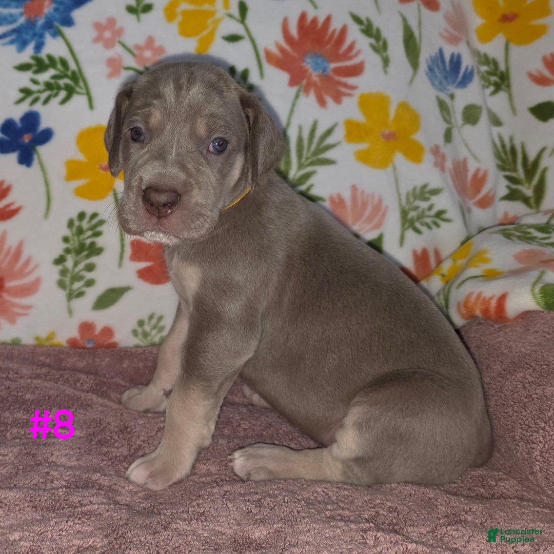 Great Dane dogs for sale: Great Dane Puppy 8 - Ad 5