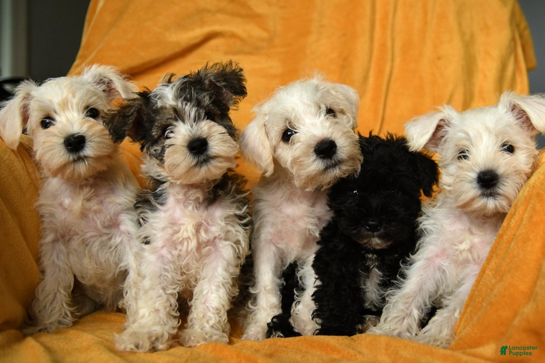 Schnoodle dogs for sale: Eddy - Ad 15