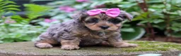 Yorkiepoo dogs for sale: Roxann - Ad 3