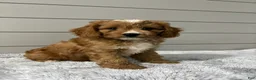Cavapoo dogs for sale: Oscar - Ad 6