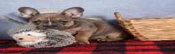 Frenchton dogs for sale: NEVA - Ad 8