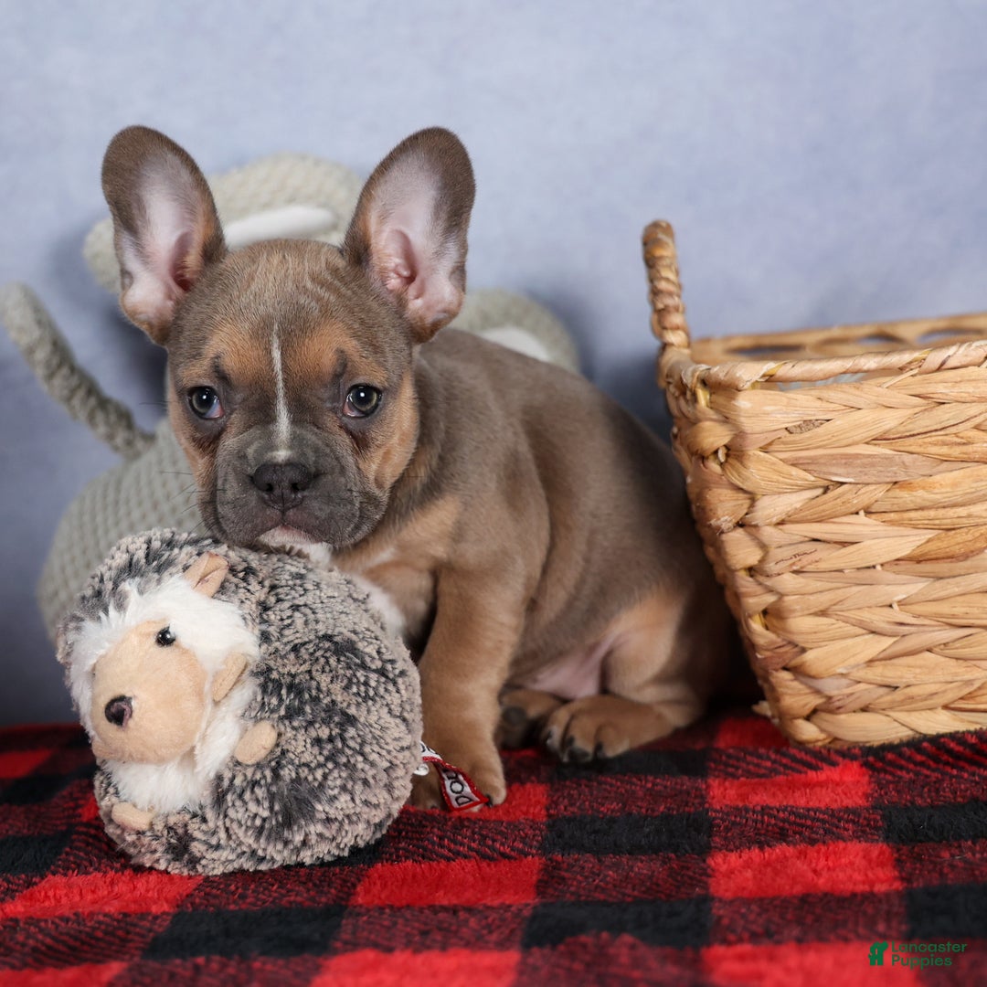 Frenchton dogs for sale: NEVA - Ad 8