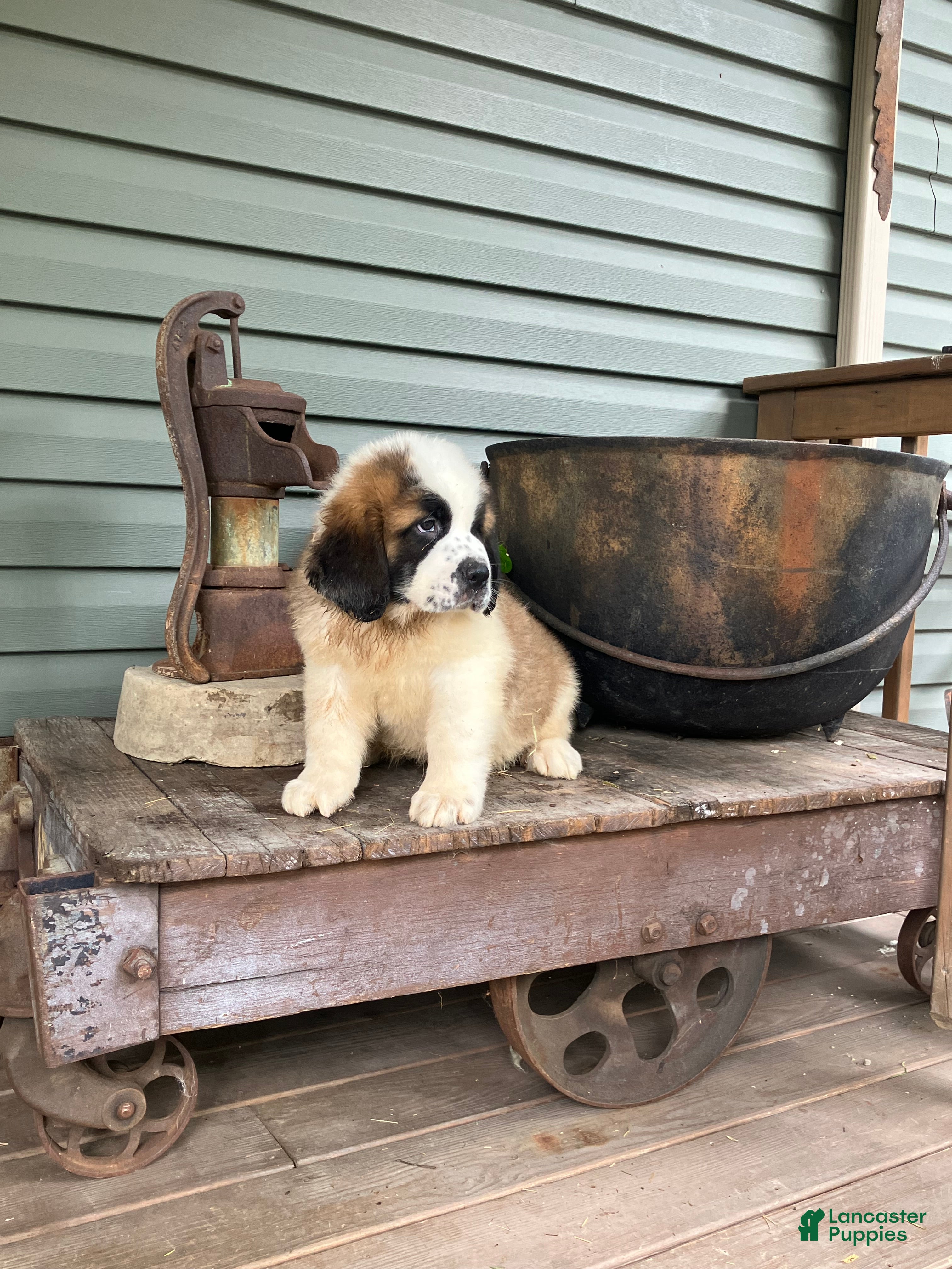 Saint Bernard dogs Saint Bernard 1 - Ad 2
