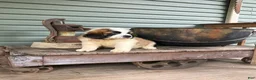 Saint Bernard dogs for sale: Saint Bernard 1 - Ad 2