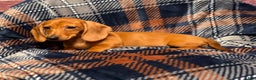Miniature Dachshund dogs for sale: Lilly  - Ad 3