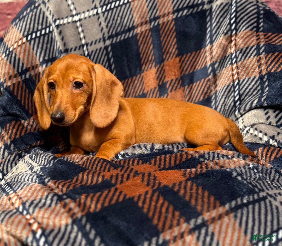 Miniature Dachshund dogs for sale: Lilly  - Ad 3