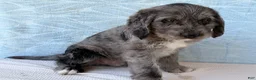 Labradoodle dogs for sale: Labradoodle 2 - Ad 3