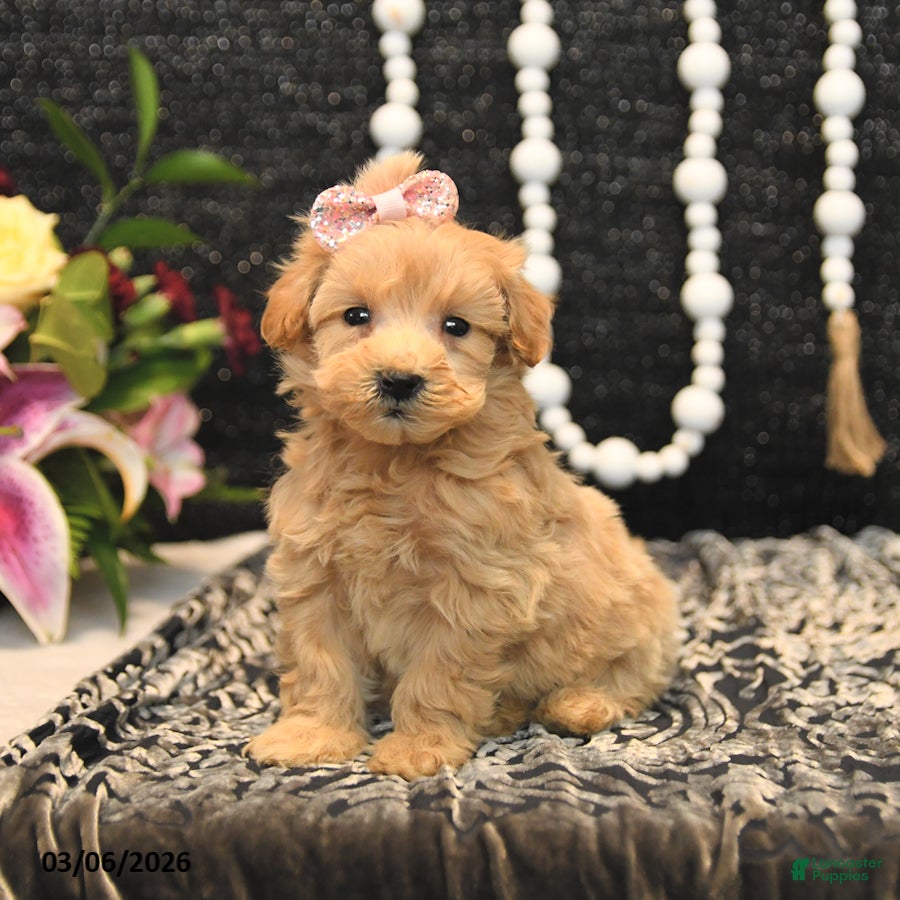 Maltipoo dogs Treasure - Ad 1