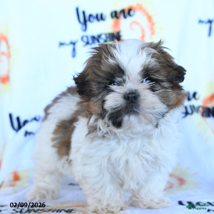 Shih Tzu dogs Sugar n Spice - Ad 1