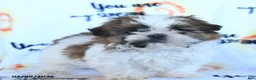 Shih Tzu dogs for sale: Sugar n Spice - Ad 1