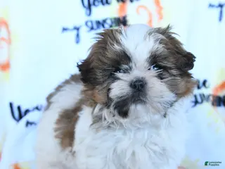 Shih Tzu dogs for sale: Sugar n Spice - Ad 4