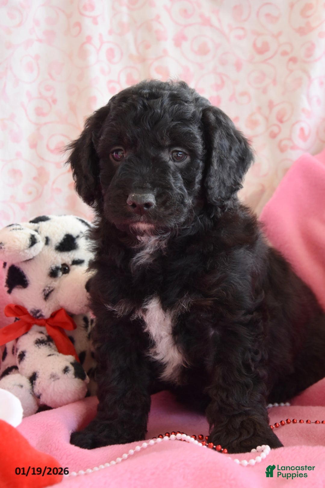 Cockapoo dogs for sale: Ned - Ad 2