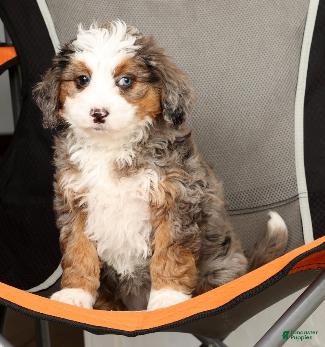 Mini Bernedoodle dogs for sale: Missy - Ad 9