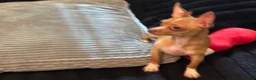 Chihuahua dogs for sale: Mrs anna  - Ad 2