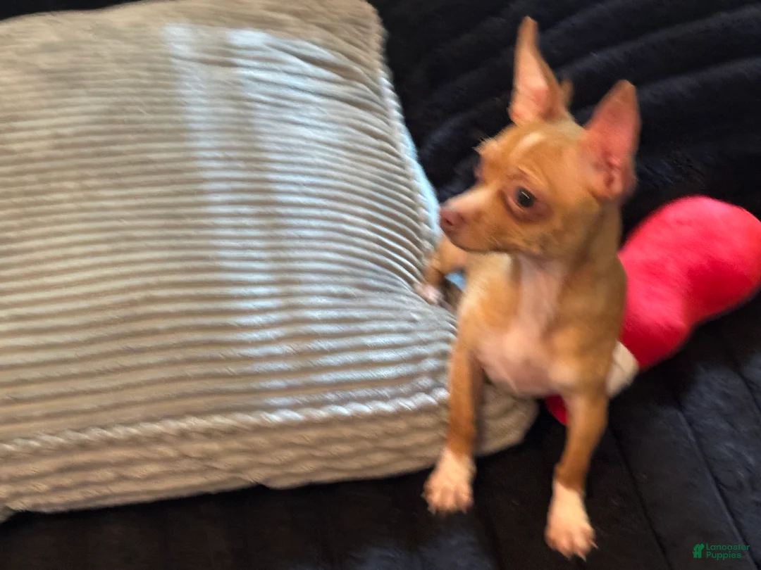 Chihuahua dogs for sale: Mrs anna  - Ad 2