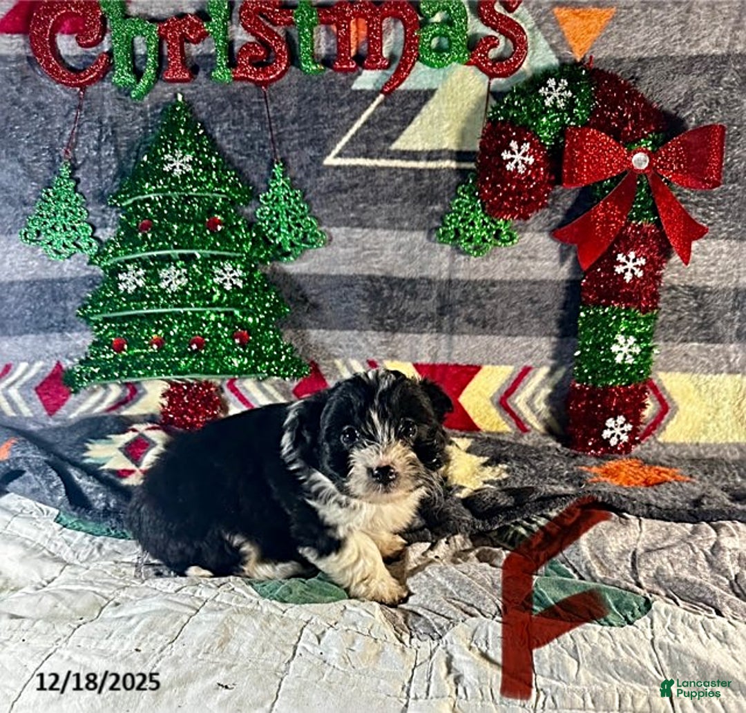 Sheltiedoodle dogs for sale: Penny - Ad 1