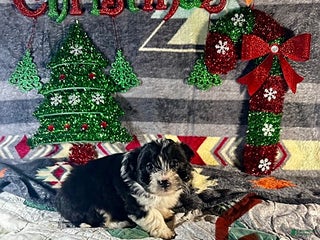 Sheltiedoodle dogs Penny - Ad 4