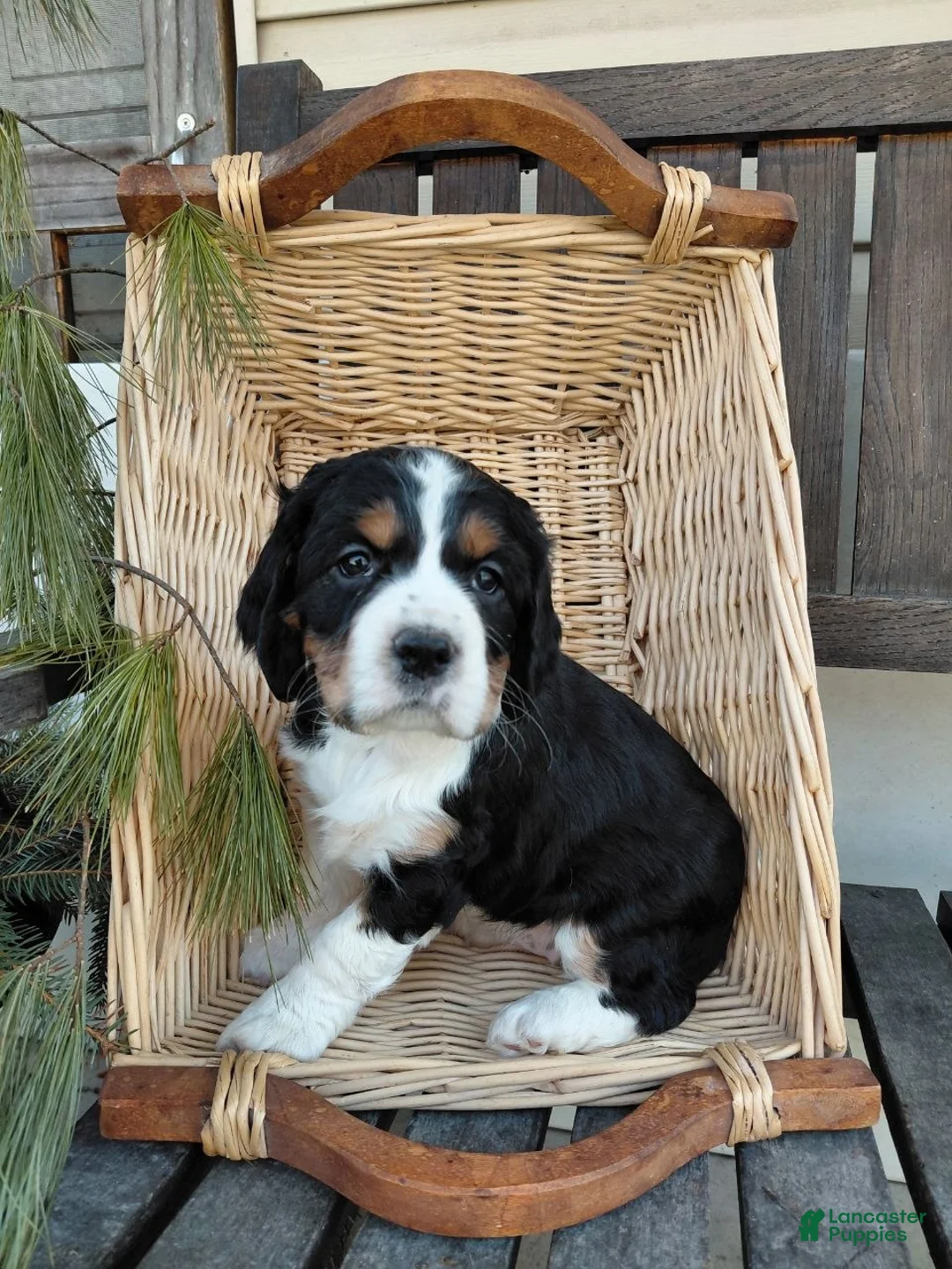 Mixed Breed dogs for sale: Melissa - Ad 1