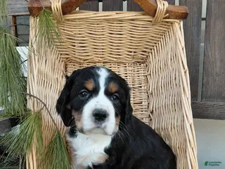 Mixed Breed dogs for sale: Melissa - Ad 2