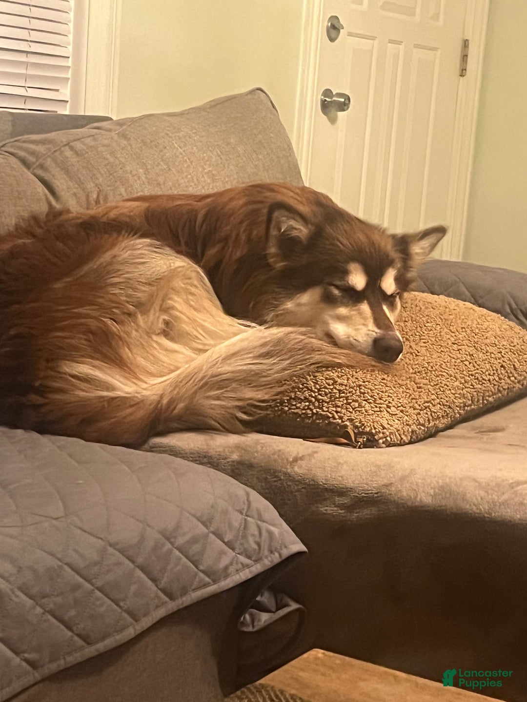 Alaskan Malamute dogs for sale: Alaskan Malamute Puppy 2 - Ad 4