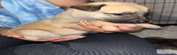 Mixed Breed dogs for sale: Light pink - Ad 3