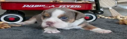 Beabull dogs for sale: Nelly - Ad 1